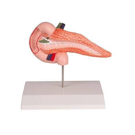 Anatomie model alvleesklier en dunne darm