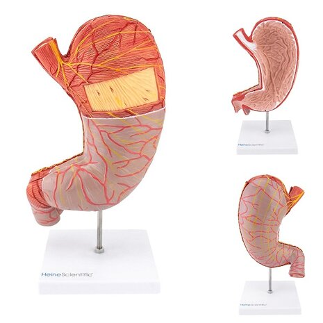 Anatomie model maag (2-delig, 25x13x6 cm)