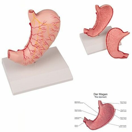 Anatomie model maag (2-delig, 15x15x6 cm)