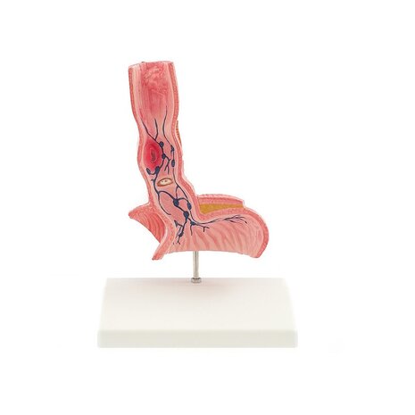 Anatomie model slokdarm