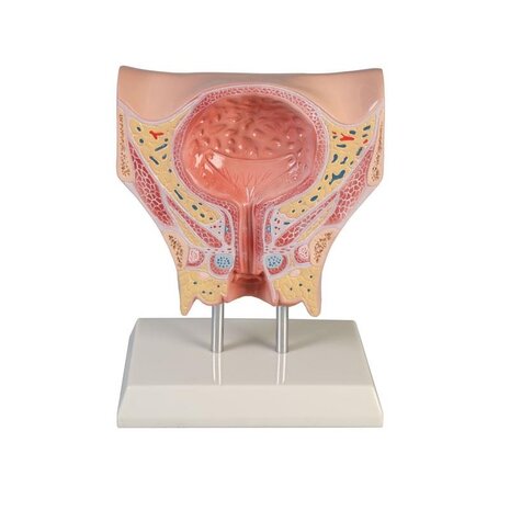 Anatomie model blaas vrouw