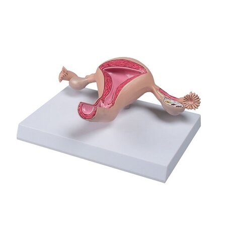 Anatomie model baarmoeder (23x16x6 cm)