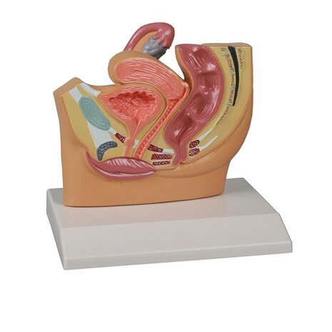 Anatomie model bekkenhelft vrouwelijk