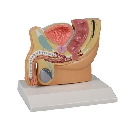 Anatomie model bekkenhelft mannelijk