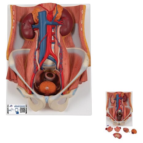 Anatomie model urinestelsel m/v, 6-delig