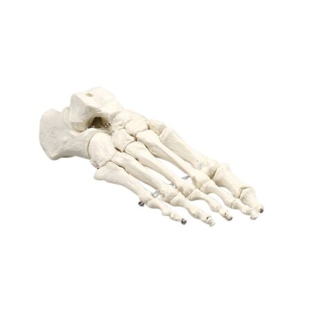 Anatomie model voetskelet