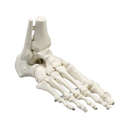 Anatomie model voetskelet met scheen- en kuitbeen