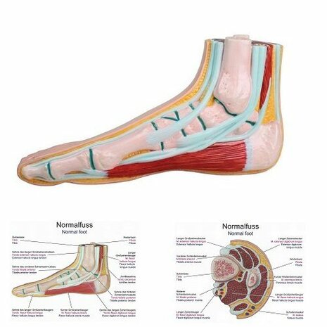 Anatomie model voet (normale voet)