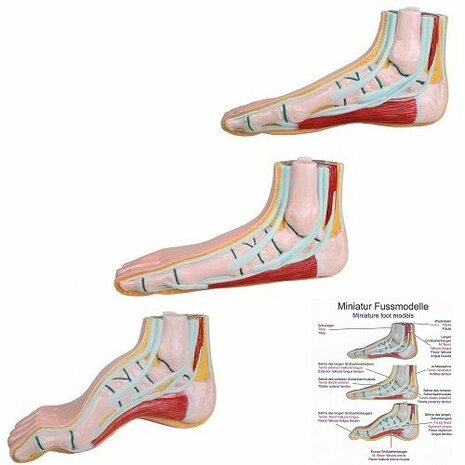 Anatomie model voet mini (normale voet, platvoet en holvoet)