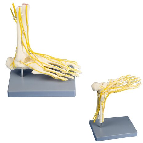 Anatomie model voetzenuwen