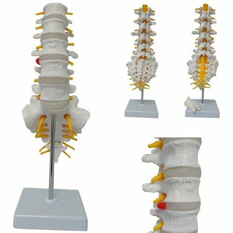 Anatomie model lumbale wervelkolom en heiligbeen, 13x28 cm