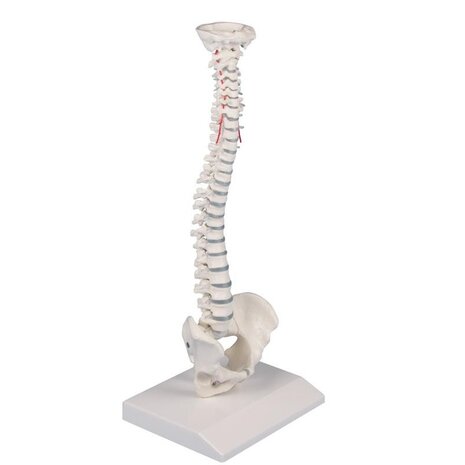 Anatomie model wervelkolom, mini, 38 cm