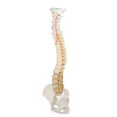 Anatomie model wervelkolom, didactisch gekleurd, 76 cm