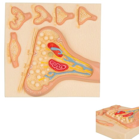 Anatomie model synaps (12x12x3 cm)