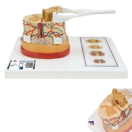 Anatomie model ruggenmerg