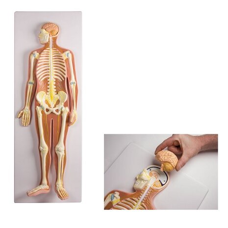 Anatomie model zenuwstelsel (90x31x12 cm)