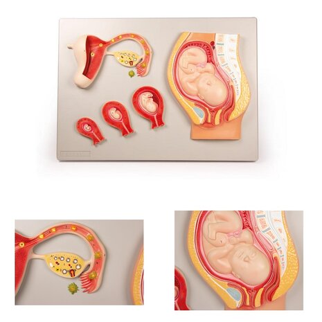 Anatomie model ontwikkeling van een foetus