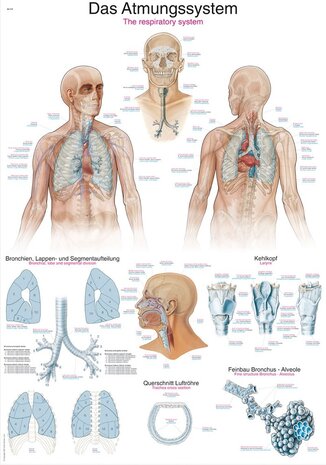 Anatomie poster ademhaling (Duits/Engels/Latijn, papier, 50x70 cm)