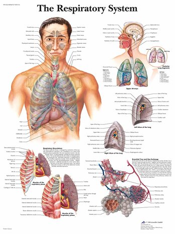 Anatomie poster ademhaling (gelamineerd, 50x67 cm)