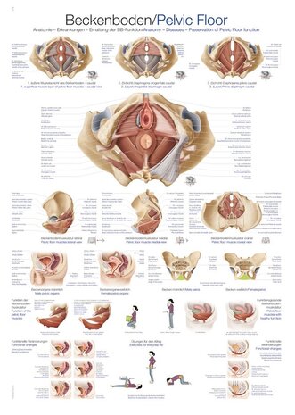 Anatomie poster bekkenbodem (papier, 50x70 cm) + ophangsysteem