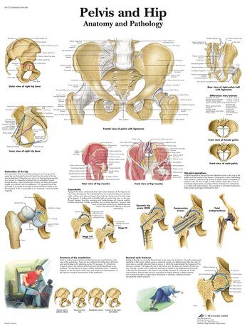 Anatomie poster bekken en heup (gelamineerd, 50x67 cm) + ophangsysteem