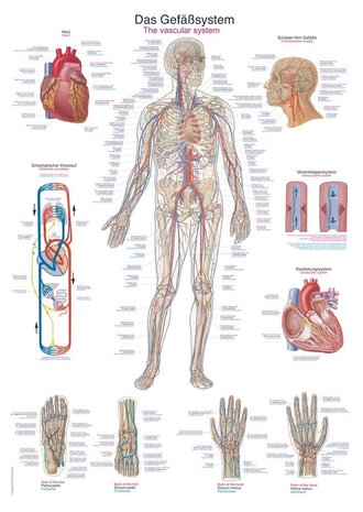 Anatomie poster bloedsomloop (papier, 50x70 cm) + ophangsysteem