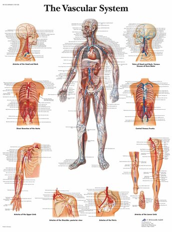 Anatomie poster bloedsomloop (gelamineerd, 50x67 cm) + ophangsysteem