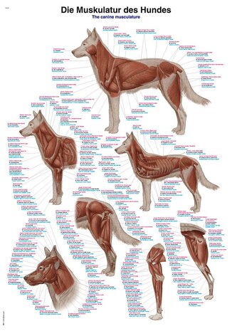 Anatomie poster spieren hond (papier, 50x70 cm)