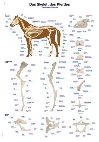 Anatomie poster skelet paard (papier, 50x70 cm)