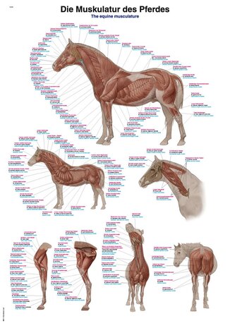 Anatomie poster spieren paard (papier, 50x70 cm) + ophangsysteem