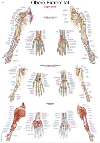 Anatomie poster bovenste extremiteit (kunststof-folie, 70x100 cm)