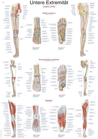 Anatomie poster onderste extremiteit (kunststof-folie, 70x100 cm)