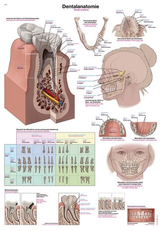 Anatomie poster gebit en tanden (papier, 50x70 cm)