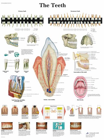 Anatomie poster gebit en tanden (gelamineerd, 50x67 cm)