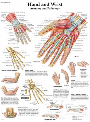 Anatomie poster hand en pols (gelamineerd, 50x67 cm)