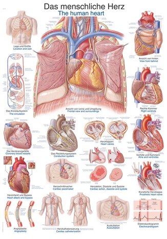 Anatomie poster hart (Duits/Engels, papier, 50x70 cm)