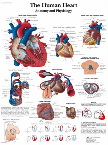 Anatomie poster hart (gelamineerd, 50x67 cm)