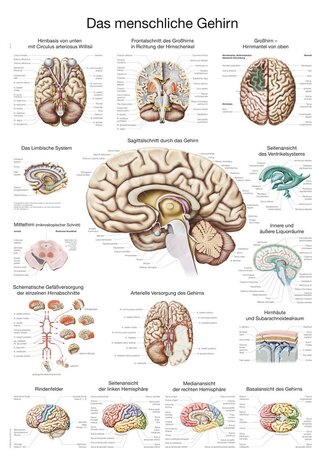 Anatomie poster hersenen (papier, 50x70 cm)