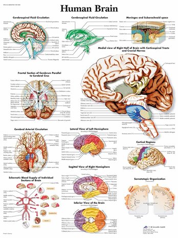 Anatomie poster hersenen (gelamineerd, 50x67 cm) + ophangsysteem