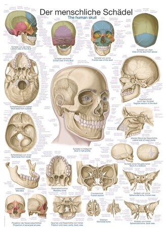 Anatomie poster schedel (papier, 50x70 cm) + ophangsysteem