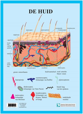 Anatomie poster huid (Nederlands, gelamineerd, A3)