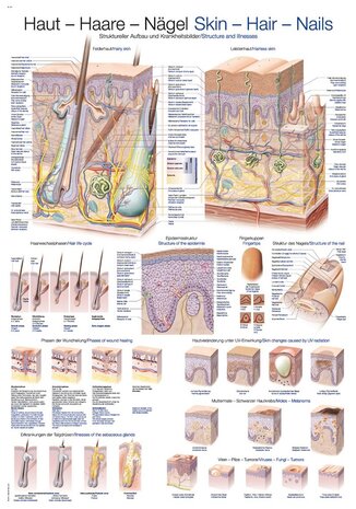 Anatomie poster huid, haar en nagels (papier, 50x70 cm)