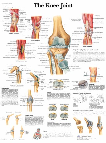 Anatomie poster kniegewricht (gelamineerd, 50x67 cm) + ophangsysteem