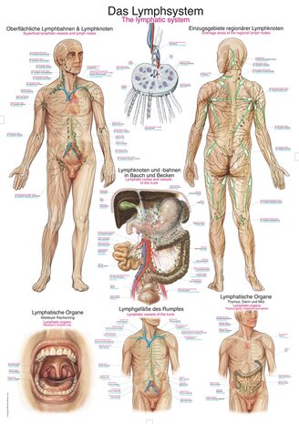 Anatomie poster lymfe (Duits/Engels/Latijn, papier, 50x70 cm) + ophangsysteem