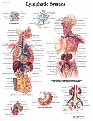 Anatomie poster lymfe (gelamineerd, 50x67 cm)