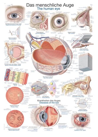 Anatomie poster oog (papier, 50x70 cm) + ophangsysteem