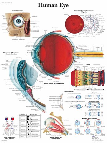 Anatomie poster oog (gelamineerd, 50x67 cm)