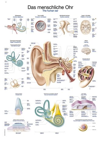 Anatomie poster oor en gehoorgang (Duits/Engels/Latijn, papier, 50x70 cm)  + ophangsysteem