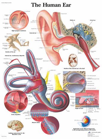 Anatomie poster oor en gehoorgang (gelamineerd, 50x67 cm) + ophangsysteem