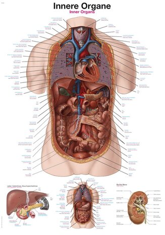 Anatomie poster organen (Duits/Engels/Latijn, kunststof-folie, 70x100 cm)